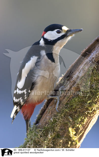 great spotted woodpecker / WS-01137