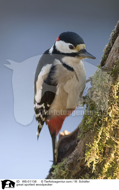 great spotted woodpecker / WS-01138