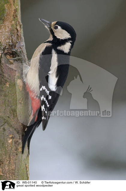 great spotted woodpecker / WS-01140