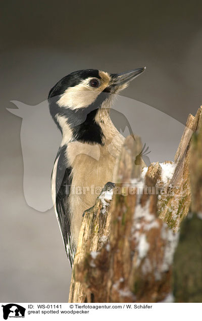 great spotted woodpecker / WS-01141