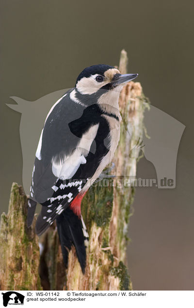 great spotted woodpecker / WS-01142
