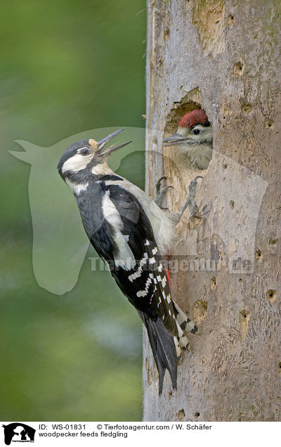 woodpecker feeds fledgling / WS-01831