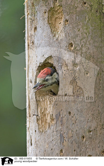 young woodpecker / WS-01855