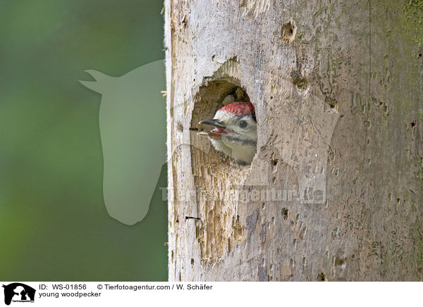 young woodpecker / WS-01856