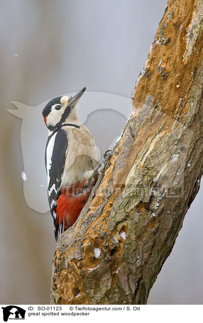 great spotted woodpecker / SO-01123