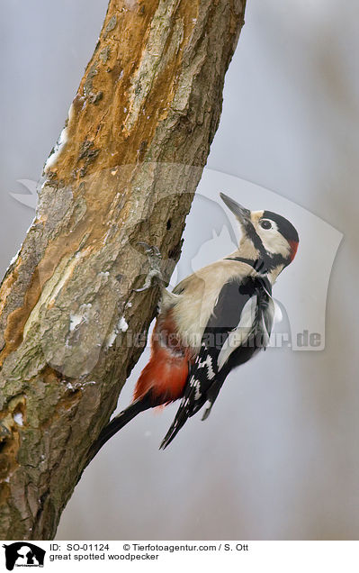 great spotted woodpecker / SO-01124