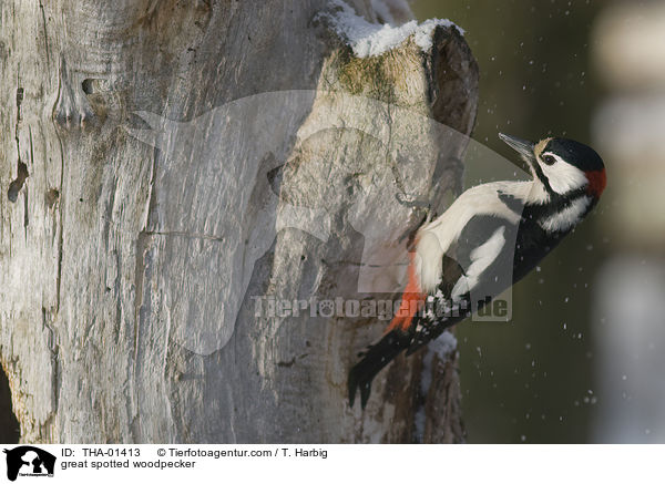 Buntspecht / great spotted woodpecker / THA-01413