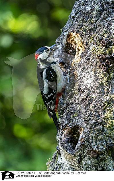 Buntspecht / Great spotted Woodpecker / WS-09054