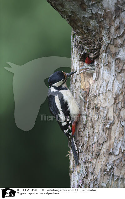 2 great spotted woodpeckers / FF-10420