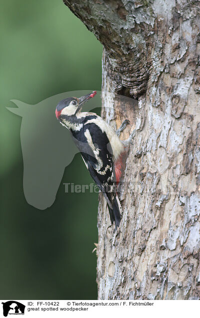 great spotted woodpecker / FF-10422