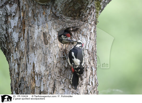 2 great spotted woodpeckers / FF-10424