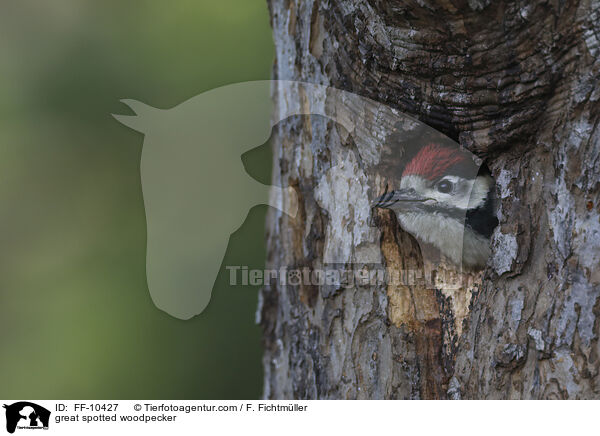 great spotted woodpecker / FF-10427