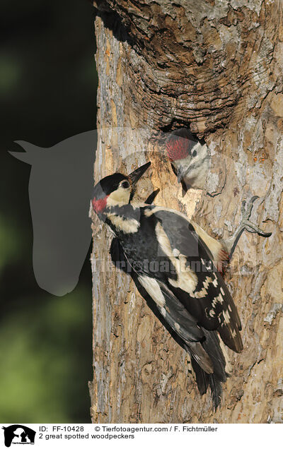 2 great spotted woodpeckers / FF-10428