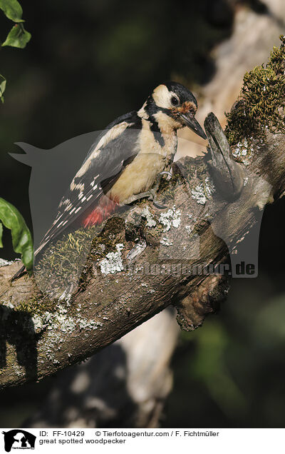 great spotted woodpecker / FF-10429