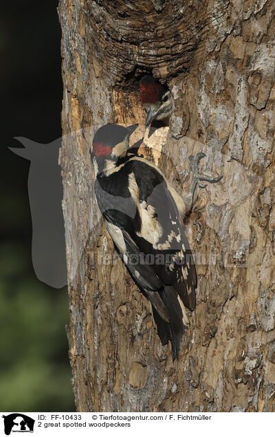 2 great spotted woodpeckers / FF-10433