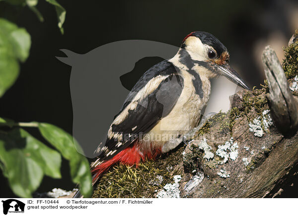 great spotted woodpecker / FF-10444