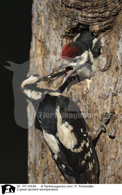 2 great spotted woodpeckers / FF-10446