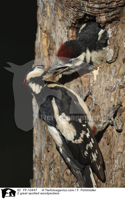 2 great spotted woodpeckers / FF-10447