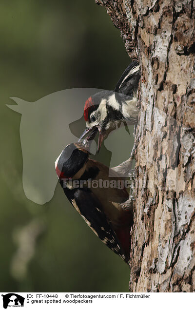 2 great spotted woodpeckers / FF-10448