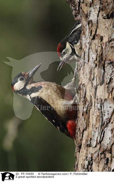 2 great spotted woodpeckers / FF-10450