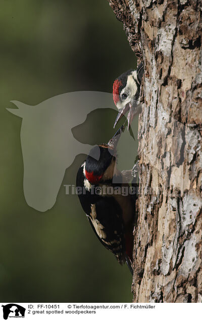 2 great spotted woodpeckers / FF-10451