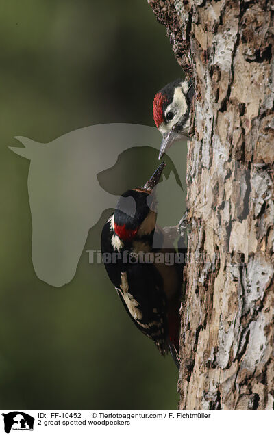2 great spotted woodpeckers / FF-10452