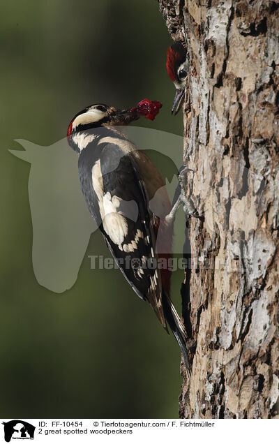 2 great spotted woodpeckers / FF-10454