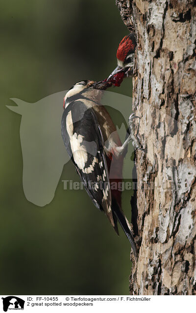 2 great spotted woodpeckers / FF-10455