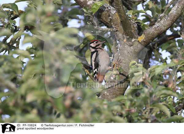 great spotted woodpecker / FF-10624