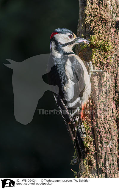 great spotted woodpecker / WS-09424