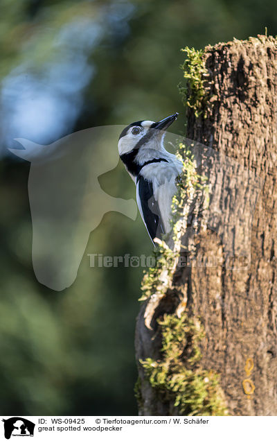 great spotted woodpecker / WS-09425