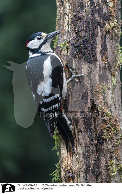 great spotted woodpecker / WS-09428