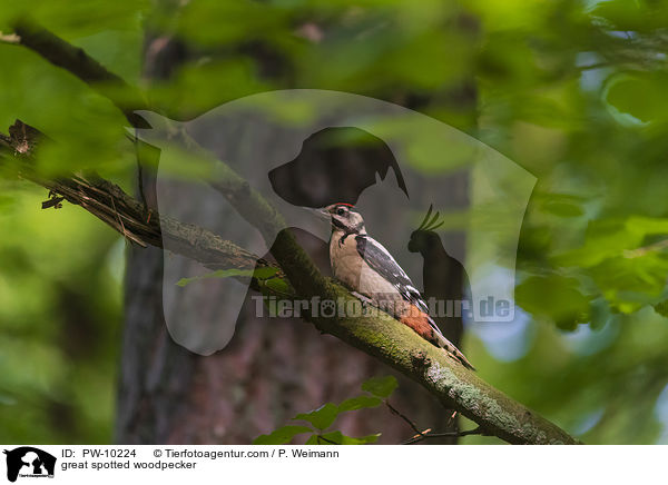 great spotted woodpecker / PW-10224