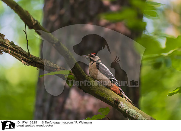 great spotted woodpecker / PW-10225