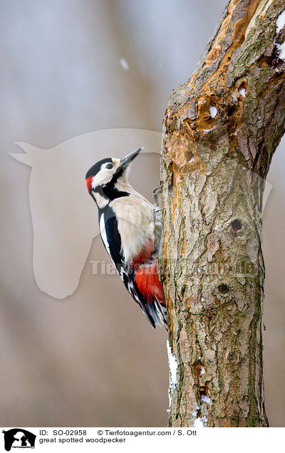 great spotted woodpecker / SO-02958