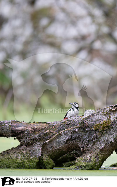 great spotted woodpecker / AVD-07138