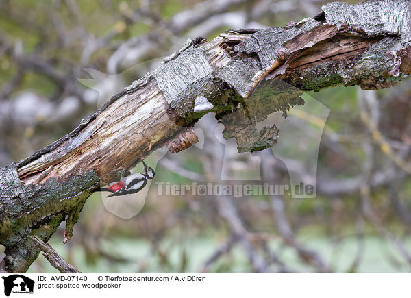 great spotted woodpecker / AVD-07140