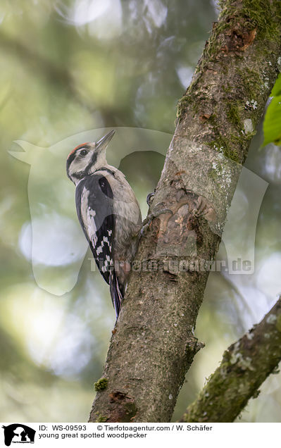young great spotted woodpecker / WS-09593