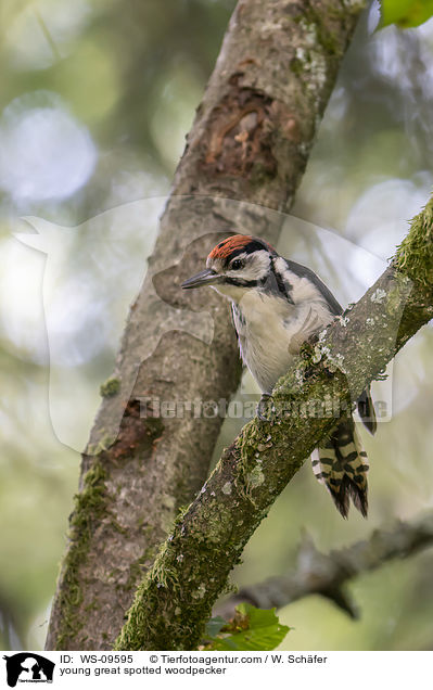 young great spotted woodpecker / WS-09595