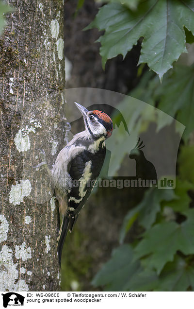 young great spotted woodpecker / WS-09600