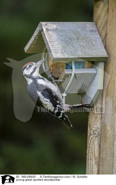 young great spotted woodpecker / WS-09605
