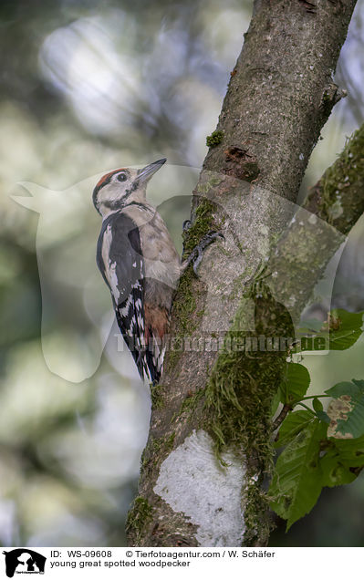 young great spotted woodpecker / WS-09608
