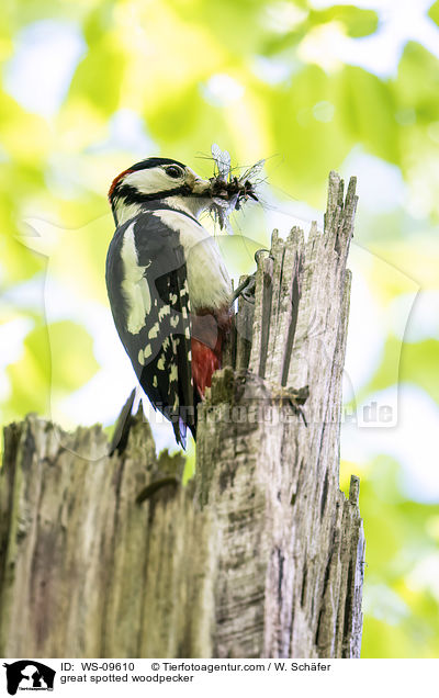 great spotted woodpecker / WS-09610