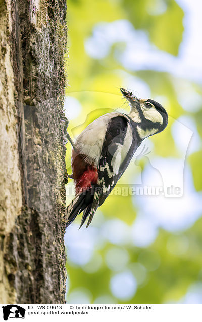 great spotted woodpecker / WS-09613