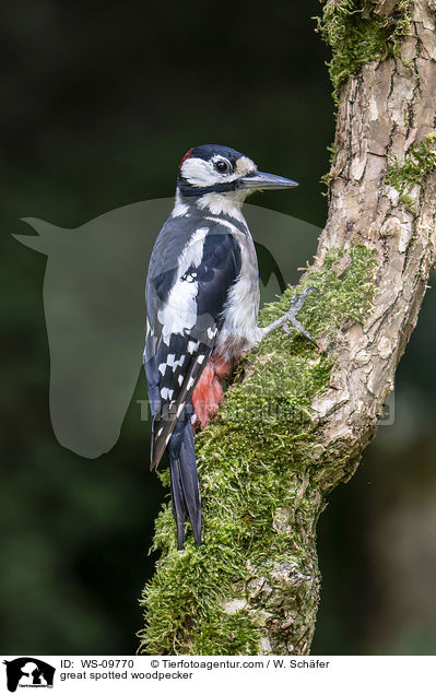 great spotted woodpecker / WS-09770