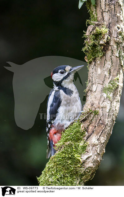 great spotted woodpecker / WS-09773