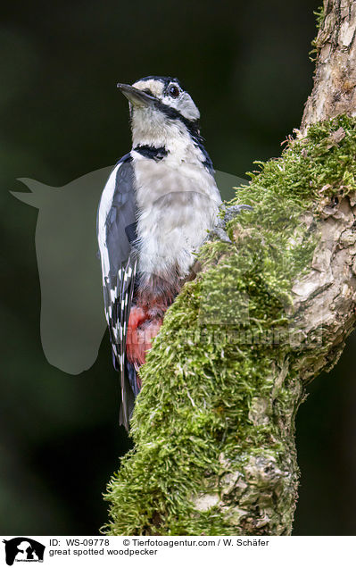 great spotted woodpecker / WS-09778