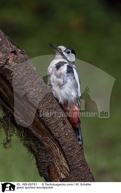 great spotted woodpecker / WS-09781