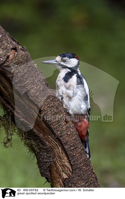 great spotted woodpecker / WS-09782