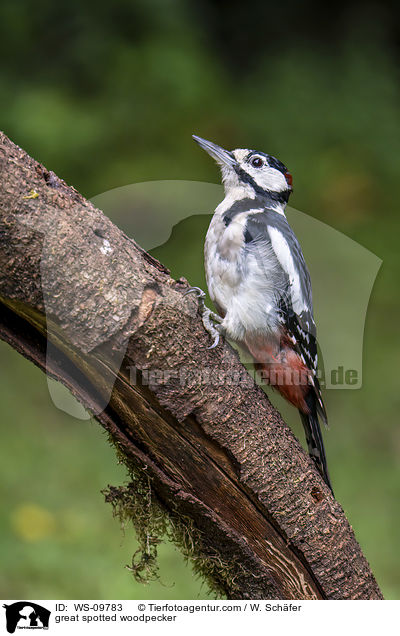 great spotted woodpecker / WS-09783